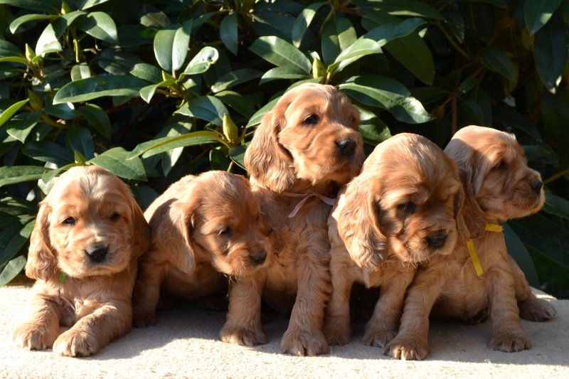 15-Icon, Ina, Idol, Ira, Iris.JPG